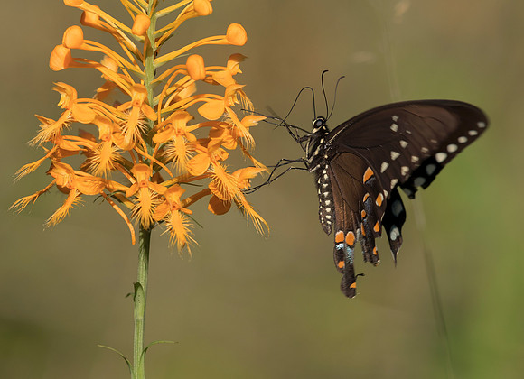 Spicebush Swallowtail, on Platanthera ciliaris, Shawnee State Forest, Scioto Co., OH August 1, 2019 (61)