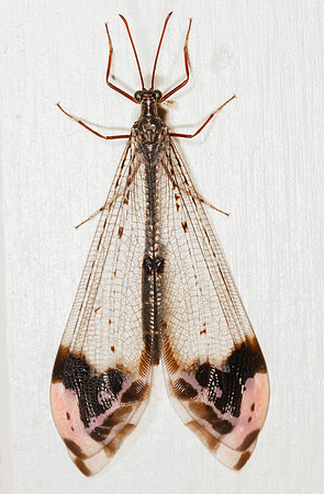 Picture-winged Antlion, Glenurus gratus, Washington County, Ohio, August 23, 2020