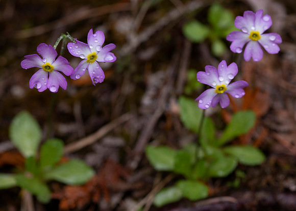 Bird's-eye Primrose, Primula mistassinica, Presque Isle County, Michigan, May 20, 2021 (11)