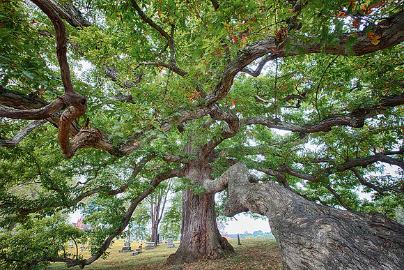 White Oak, Quercus alba, Logan Oak in Old Logan Cemetery, Hocking County, Ohio. Jim McCormac