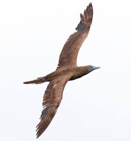 Brown Booby, Sula leucogaster, Summit County, Ohio, August 30, 2020 (3)
