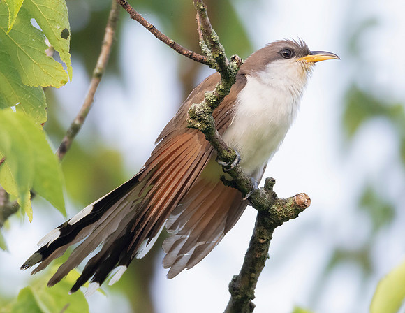 Yellow-billed Cuckoo, Coccyzus americanus, Adams County, Ohio, June 17, 2018