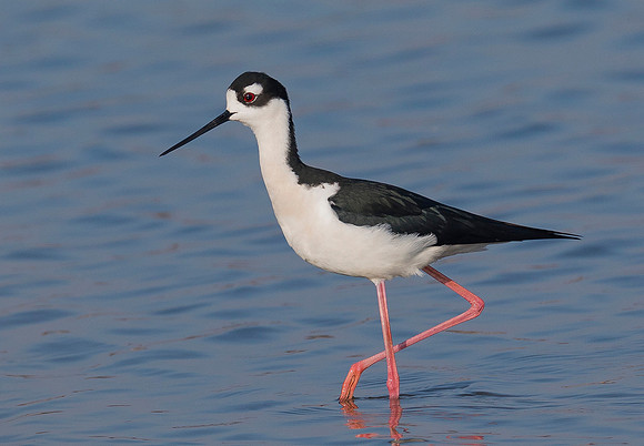 Black-necked Stilt, Himantopus mexicanus. Howard Marsh, Lucas County, Ohio. April 5, 2019 (2)