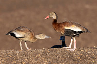 Black-bellied Whistling-Duck, Dendrocygna autumnalis, OSU OARDC, Wayne County, Ohio, October 20, 2024 (27)