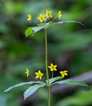 Whorled Loosestrife, Lysimachia quadrifolia, Vinton County, Ohio, June 15, 2020