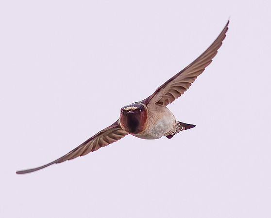 Cliff Swallow, Petrochelidon pyrrhonota, Hocking County, Ohio, May 11, 2021