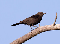 Brewers Blackbird, Euphagus cyanocephalus, Presque Isle County, Michigan, May 19, 2021 (16)