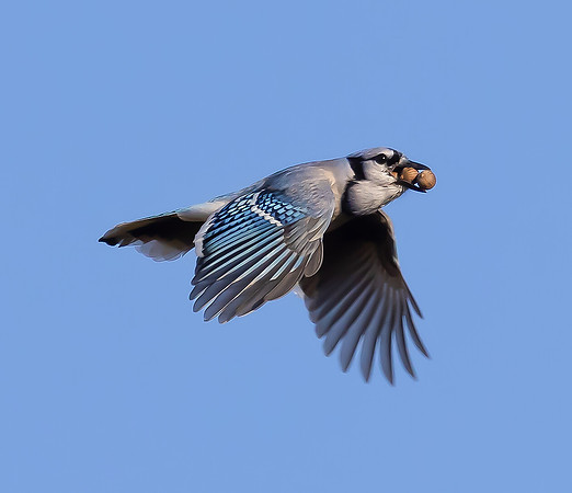 Blue Jay, Cyanocitta cristata, with acorns, Licking County, Ohio, October 23, 2022 (3)