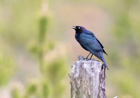 Brewer's Blackbird, Euphagus cyanocephalus, Montmorency County, Michigan, May 24, 2019