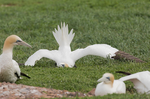 Northern Gannet, Morus bassanus, Bonaventure Island, Quebec, Canada, July 3, 2018 (3)