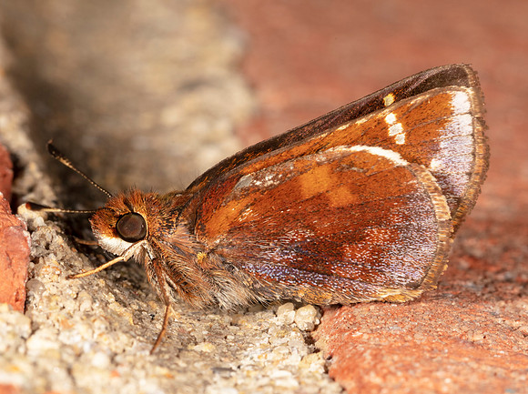 Zabulon Skipper, Poanes zabulon, Franklin County, Ohio, July 31, 2020