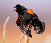 Red-winged Blackbird, Agelaius phoeniceus, Battelle Darby Metro Park, Franklin County, Ohio, March 9, 2021
