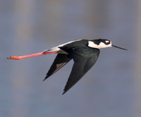 Black-necked Stilt, Himantopus mexicanus. Howard Marsh, Lucas County, Ohio. April 5, 2019 (1)