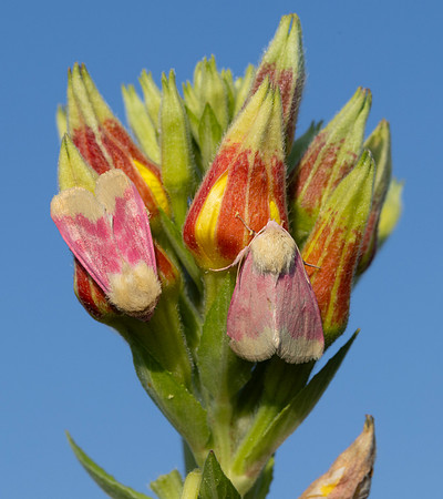 Primrose Moth, Schinia florida, Ottawa NWR, Ottawa County, Ohio, August 18, 2023 (12)