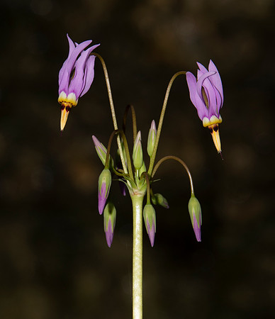 Shooting-star, Dodecatheon meadia, Highland County, Ohio, April 14, 2020
