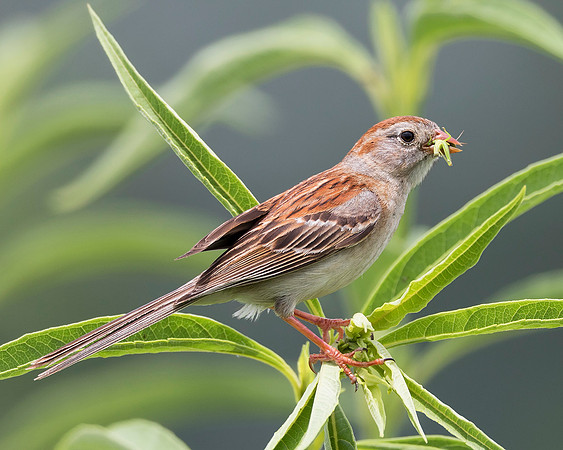Field Sparrow, Spizella pusilla. Huffman Prairie, Greene County, Ohio. July 16, 2019