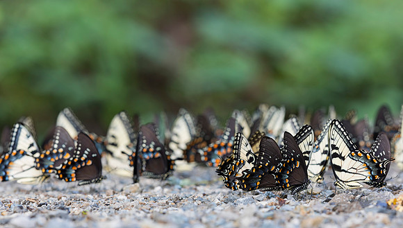 Butterflies puddling, mostly Eastern Tiger Swallowtails, Scioto County, Ohio, August 1, 2019