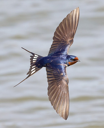 Barn Swallow, Hirundo rustica, Howard Marsh, Lucas County, Ohio, May 10, 2022 (11)