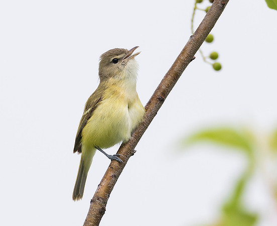 Bell's Vireo, Vireo bellii. Battelle Darby Metro Park, Franklin County, Ohio. June 5, 2019
