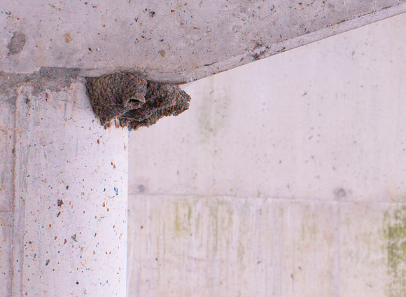 Cliff Swallow nests, Olentangy River, Franklin County, Ohio, December 17, 2020