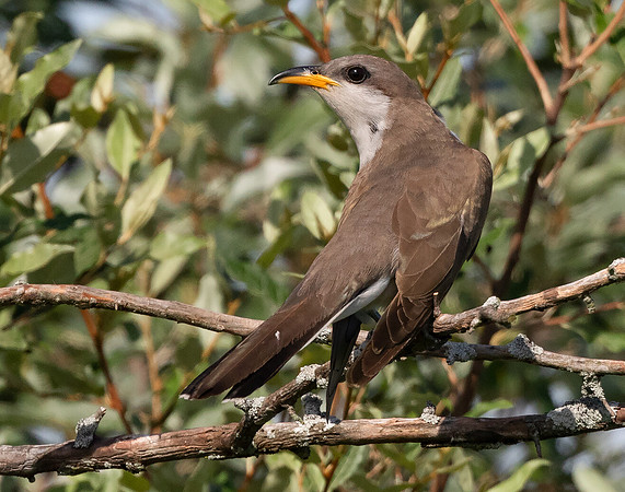 Yellow-billed Cuckoo, Coccyzus americanus, Union County, Ohio, June 21, 2015