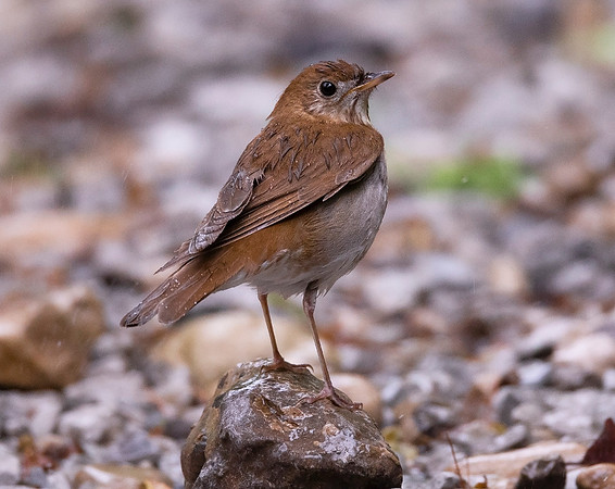 Veery, Catharus fuscescens, Franklin County, Ohio, April 29, 2021