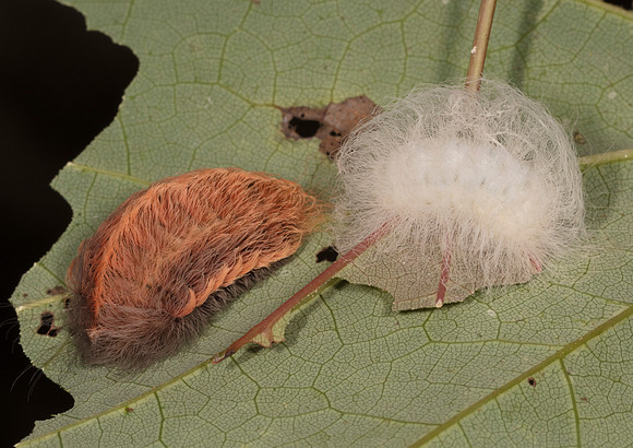 Black-waved Flannel Moth caterpillars, Megalopyge crispata, Scioto County, Ohio, August 24, 2019