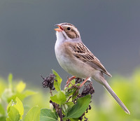 Clay-colored Sparrow, Spizella pallida (2)