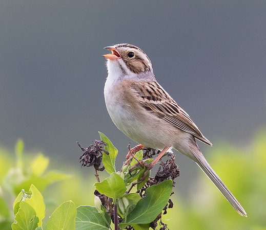 Clay-colored Sparrow, Spizella pallida (2)