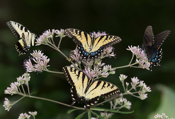 Eastern Tiger Swallowtail, on Eutrochium purpureum, Scioto County, Ohio, August 4, 2018
