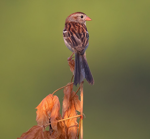 Field Sparrow, Spizella pusilla, Delaware County, Ohio, June 20, 2021 (3)