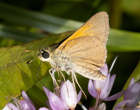 Tawny-edged Skipper, Polites themistocles, on Allium cernuum, Adams County, Ohio, August 5, 2021 (14)