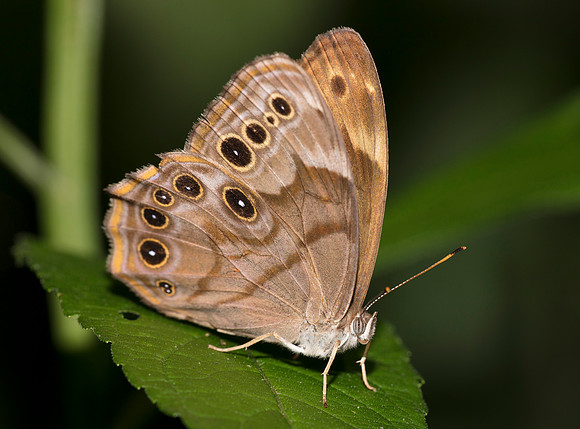 Northern Pearly-eye, Enodia anthedon, Scioto County, Ohio, June 16, 2019