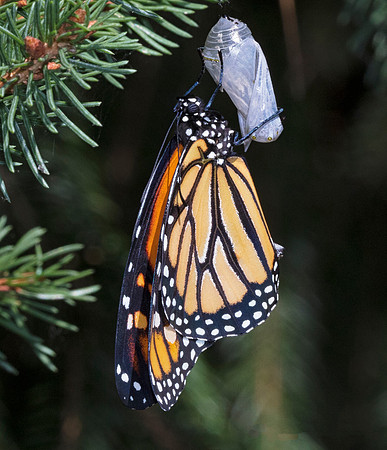 Monarch, Danaus plexippus, Franklin County, Ohio, July 26, 2018