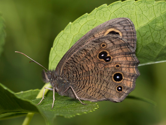 Common Wood-Nymph, Cercyonis pegala, Huron County, Ohio, July 2, 2019
