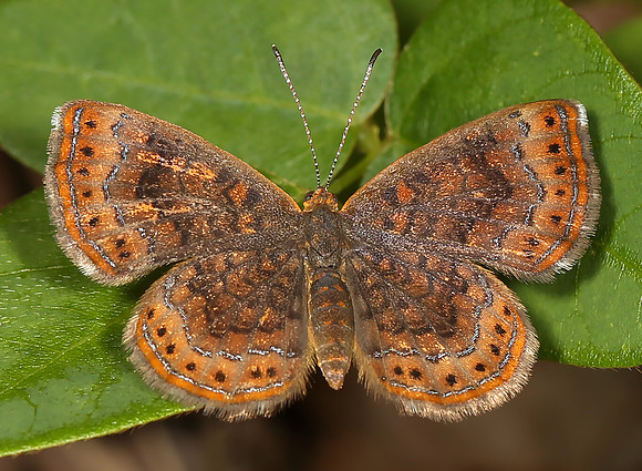 Northern Metalmark, Calephelis borealis, Edge of Appalachia Preserve, Adams County, OH June 25, 2014 (2)