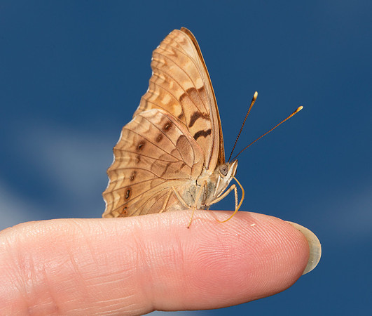 Tawny Emperor, Asterocampa clyton, Scioto County, Ohio, August 24, 2019 (2)