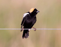 Bobolink, Dolichonyx orizivorus, Cheboygan County, Michigan, May 29, 2021 (7)