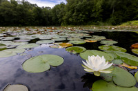 Fragrant Water-lily, Nymphaea odorata, Shawnee State Forest, Scioto County, Ohio, August 3, 2023 (41) copy