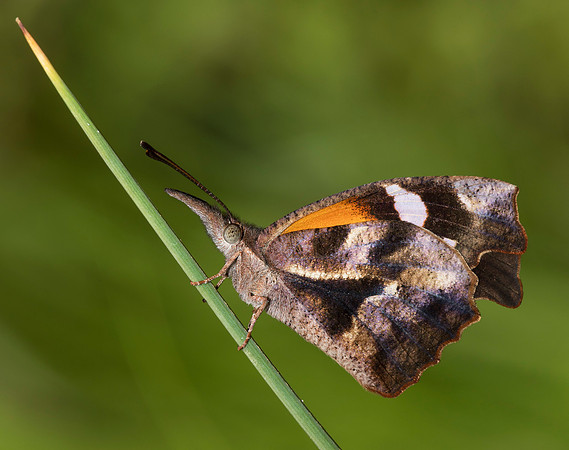 American Snout, Libytheana carinenta, Fairfield Co., OH July 4, 2019