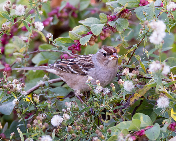 White-crowned Sparrow, Zonotrichia leucophrys, eating aster seeds, Franklin County, Ohio, November 6, 2020 (2)