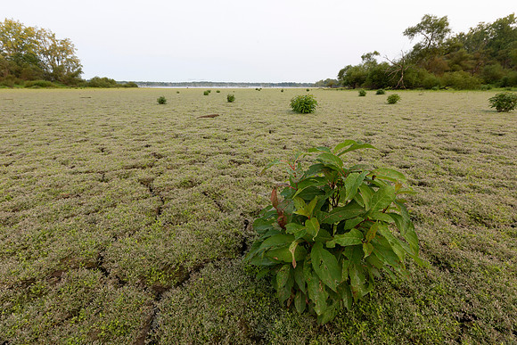 Mudflats, Hoover Reservoir, Delaware County, Ohio, September 15, 2020 (1)