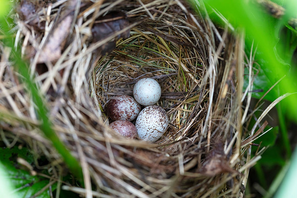 Song Sparrow, Melospiza melodia, nest, Worthington, Franklin County, Ohio, June 24, 2020