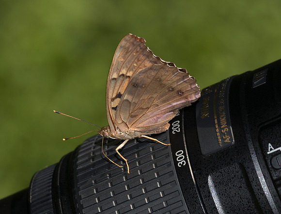 Tawny Emperor, Asterocampa clyton, Clark County, Ohio, July 21, 2019