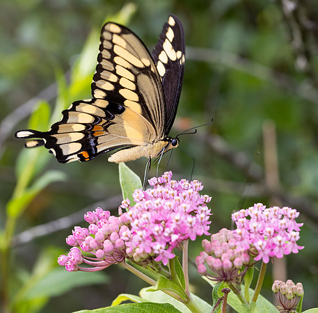 Giant Swallowtail, Papilio cresphontes, Champaign County, Ohio, July 25, 2021 (2)