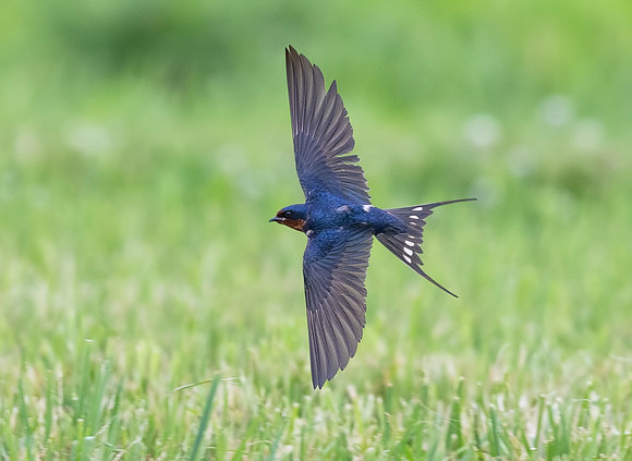 Barn Swallow, Hirundo rustica, Don Scott Airport, Franklin Co., OH June 7, 2019 (1)