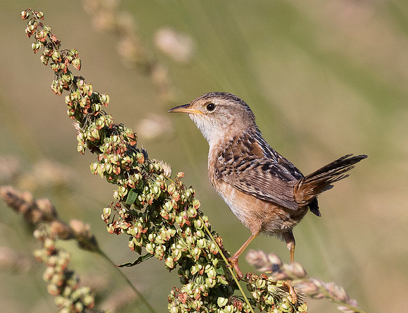 Sedge Wren, Cistothorus platensis