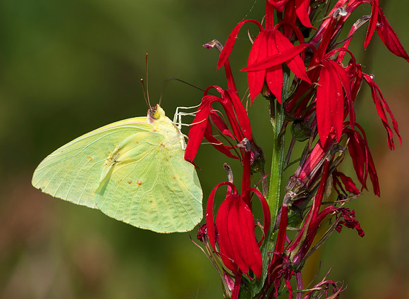 Cloudless Sulphur, Phoebis sennae, Montgomery County, Ohio, August 16, 2019