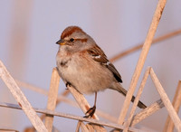 American Tree Sparrow, Spizelloides arborea, Franklin County, Ohio, March 9, 2021
