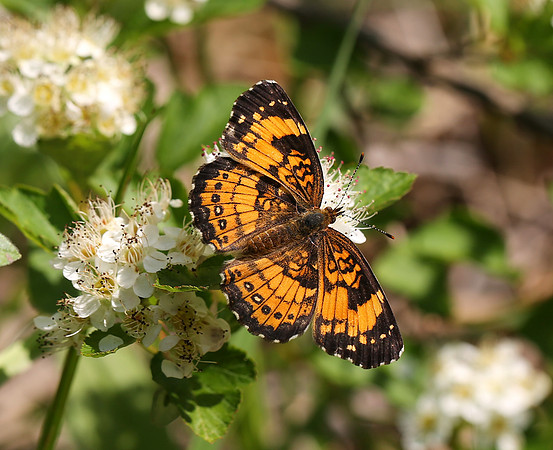 Silvery Checkerspot, Chlosyne nycteis, Adams County, Ohio, June 8, 2013